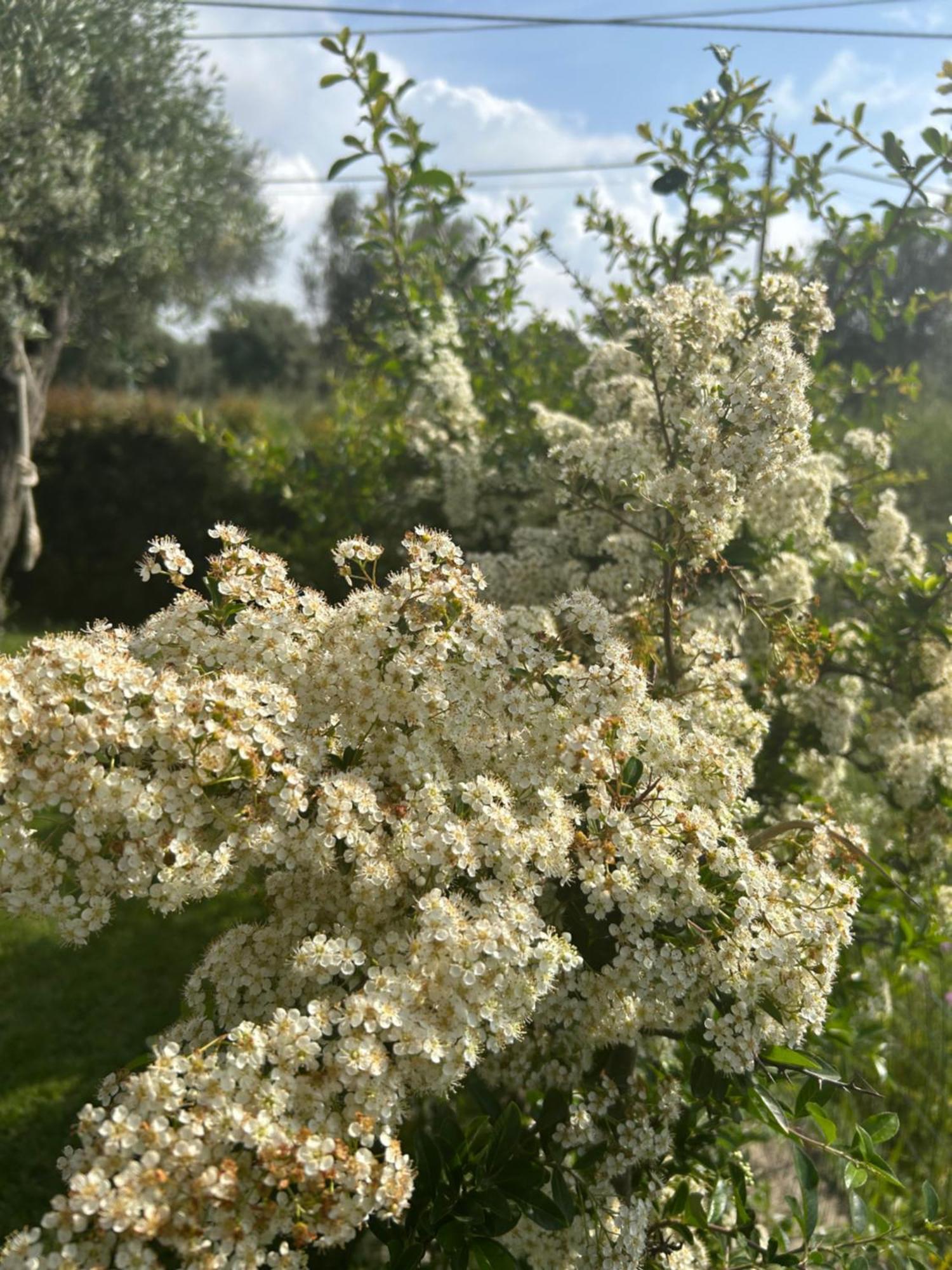شقة Alto Giardino زامبروني المظهر الخارجي الصورة